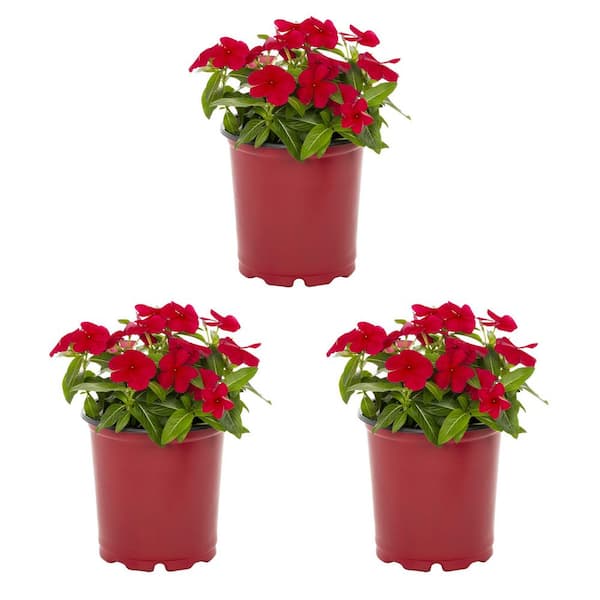 METROLINA GREENHOUSES 2 qt. Vinca Red Annual Plant (3-Pack) 5034