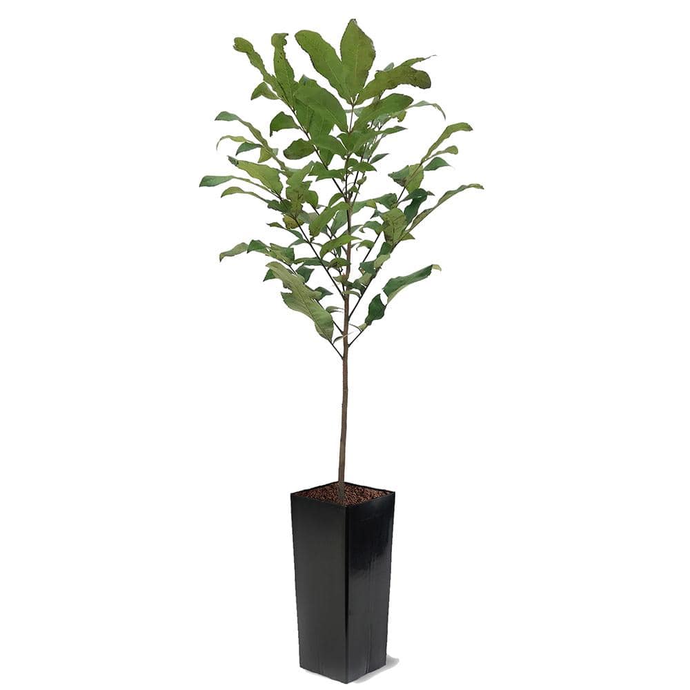 Stuart Pecan Tree