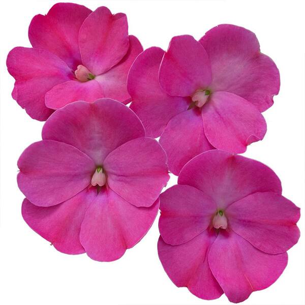 Costa Farms 1-qt. Lilac Sunpatiens Plant Ready to Bloom (8-Pack)