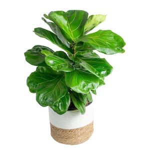 Ficus Lyrata Fiddle Leaf Bush Indoor Floor Plant in 9.25 in. Decor Basket, Avg. Shipping Height 3-4 ft.