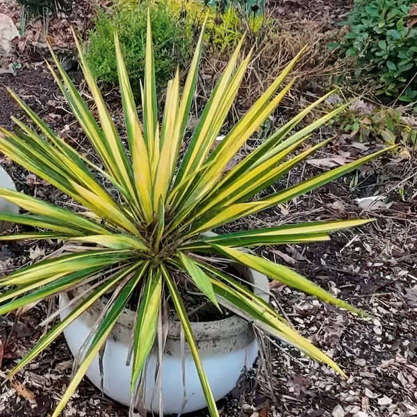 その他 Yucca 844B6C6F-B96C-4757-994C-