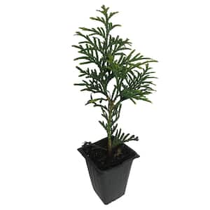 2.5 in. Green Giant Arborvitae Plant (3-Pack)