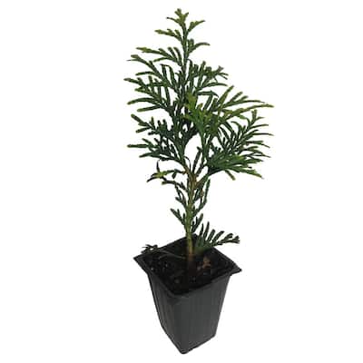 Green Giant Arborvitae, 4-Plants in 4-Separate 2.5 in. Containers 6 in. to 14 in. Tall