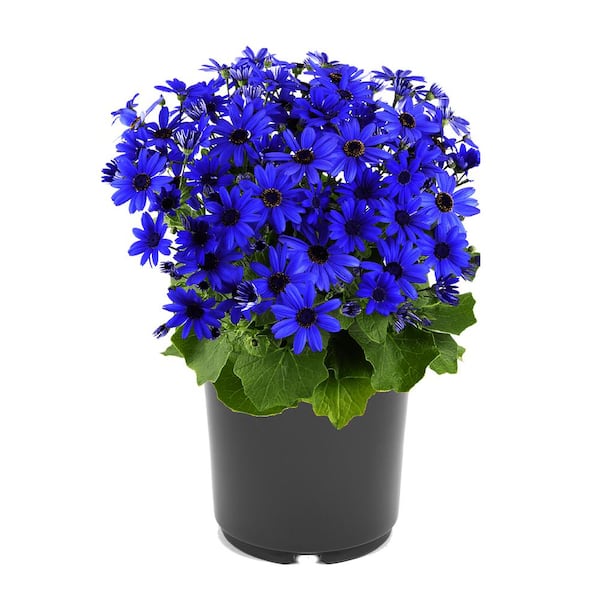 Unbranded Annual Pericallis Senetti Blue 2.5 qt. - (1-Pack)