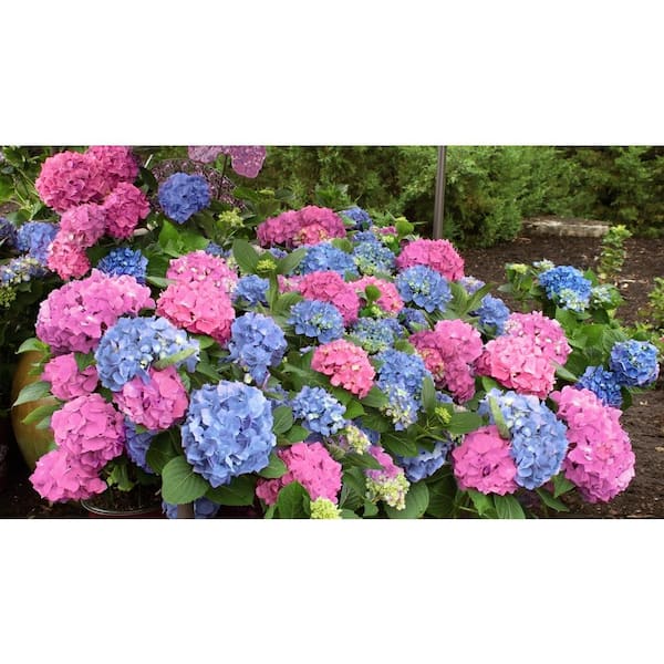 Vigoro 1 Gal. MopHead Hydrangea Flowering Live Shrub with
