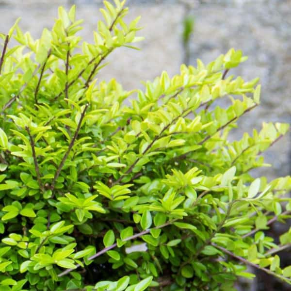 2 Gal. Thunderbolt Box Honeysuckle (Lonicera) Live Shrub