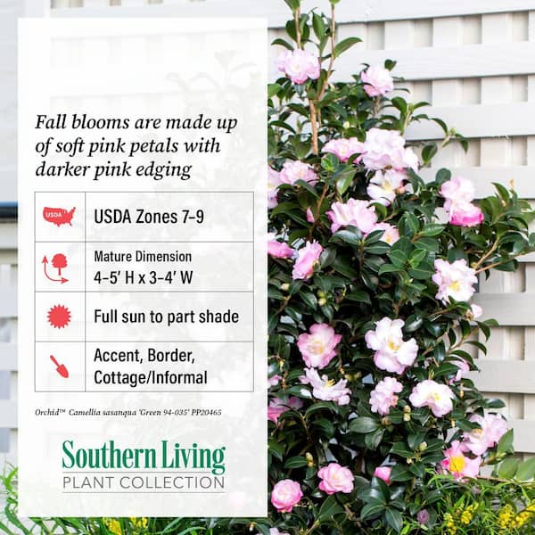 SOUTHERN LIVING 5 Gal. October Magic Orchid Camellia(sasanqua SOUTHERN LIVING 5 Gal. October Magic Orchid Camellia(sasanqua