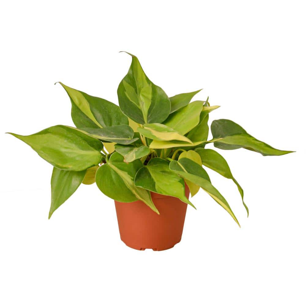 PPC INTERNATIONAL LLC Brasil Philodendron Plant in 4 in. Grower Pot  4_PHILODENDRON_BRASIL - The Home Depot