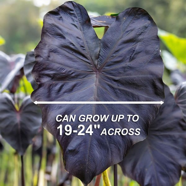 Have a question about Garden State Bulb 9/11 in. Diamond Head Elephant Ear  Bulbs (Bag of 6)? - Pg 1 - The Home Depot