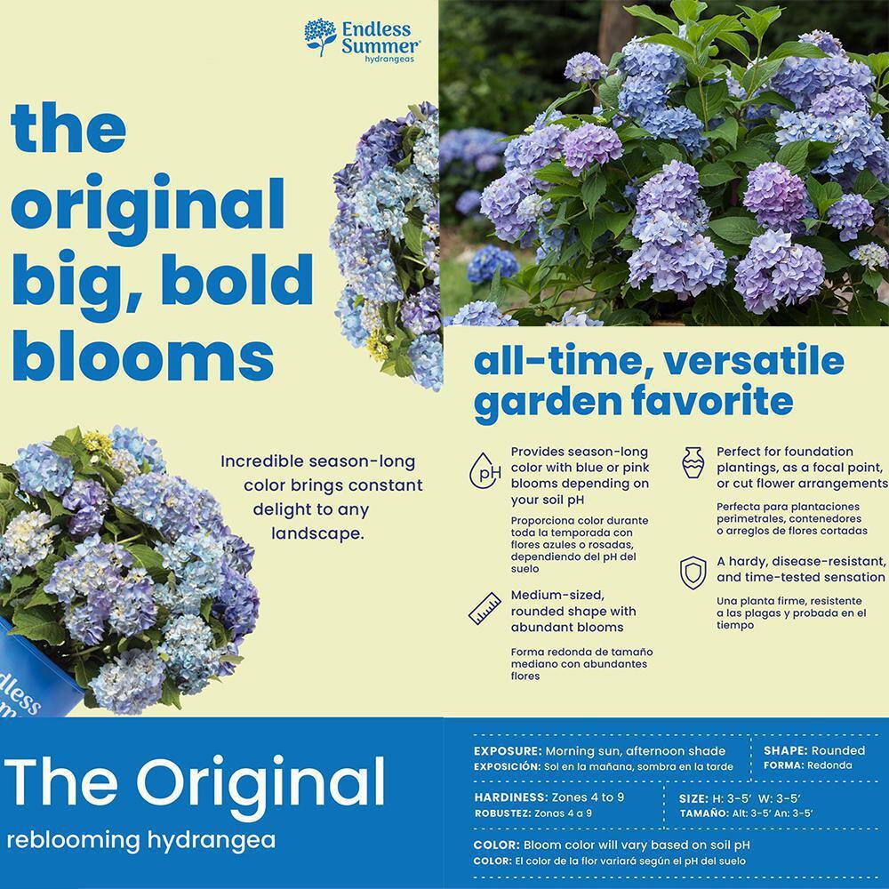 Endless Summer Blue Hydrangea in 1 Gallon Container