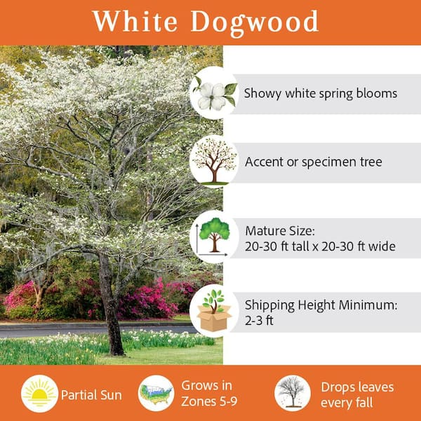 5 Gal. White Dogwood Flowering Deciduous Tree with White Flowers