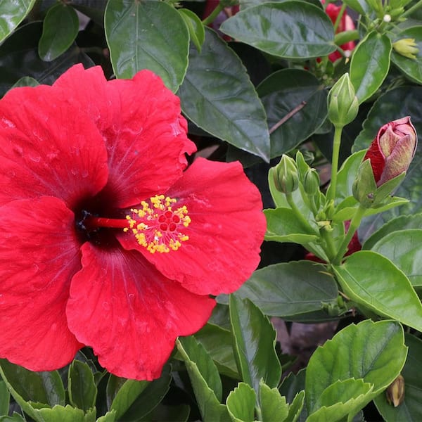 PROVEN WINNERS 2 Gal. Hot Shot Hibiscus Shrub 17225 - The Home Depot