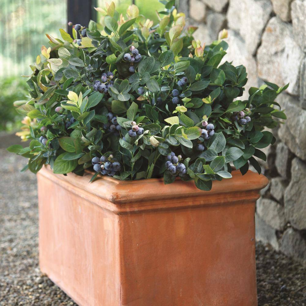 Peach Sorbet Blueberry Plant in 2-Gallon Container