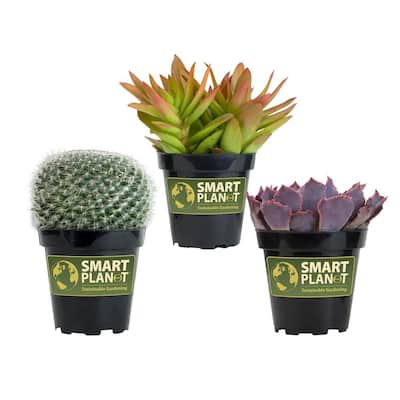 3.5" Live Plant Assortment of 2 Succulents and 1 Cactus