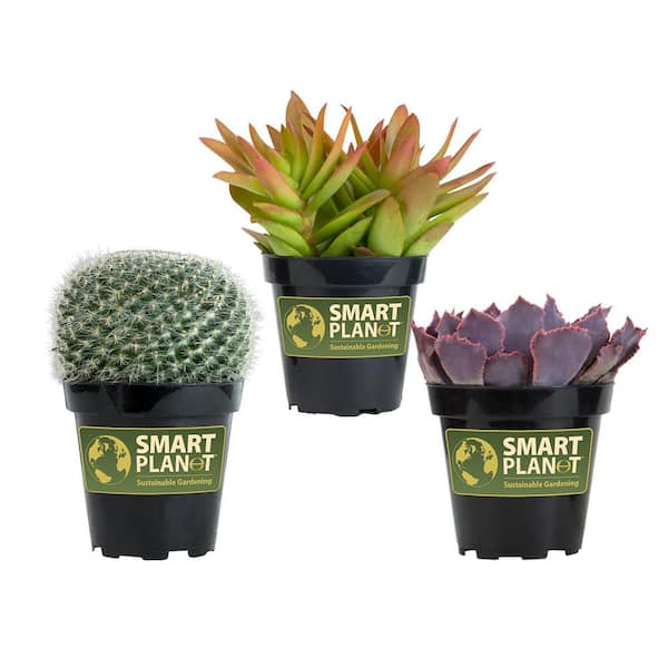 SMART PLANET 3.5" Live Plant Assortment of 2 Succulents and 1 Cactus