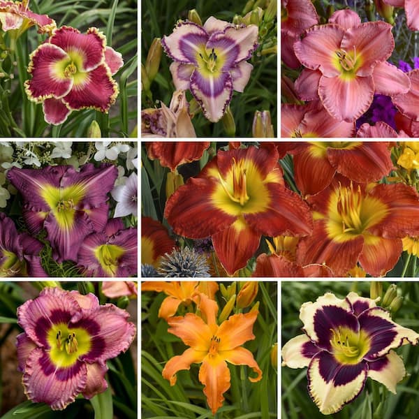 national PLANT NETWORK Bare Root Daylily Masterpiece Collection (8-Pack)