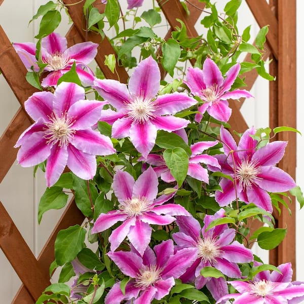 clematis Clem-Ernest-Markham2.jpg