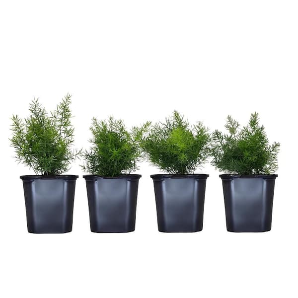 Vigoro 1.38 Pt. Sprengeri Fern Live Plant in 4.5 in. Grower's Pot (4-Pack)