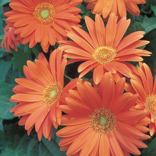 Unbranded 10 in. Orange Transvaal Daisy Plant