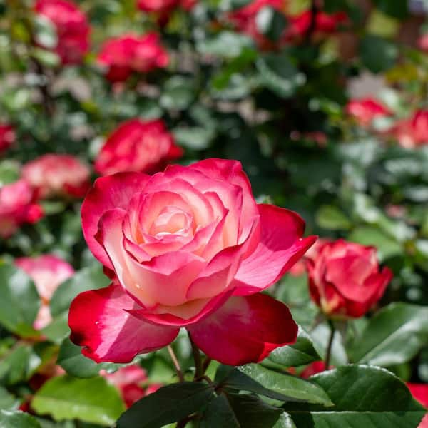 National Plant Network Bare Root Rose Cherry Parfait with