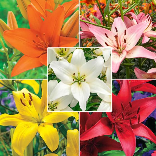 Van Bourgondien Mixture Asiatic Lily Bulb (25-Pack)