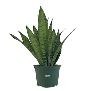 Sansevieria Zeylanica Live Indoor Plant in Growers Pot Avg Shipping Height 1 ft. to 2 ft. Tall