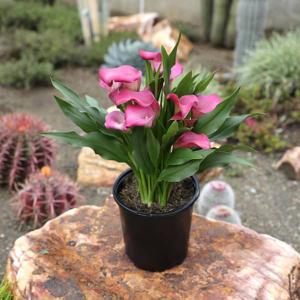 dracaena deremensis warneckii Dracaena Warneckii | Air Purifying Easy Care Houseplants for Delivery main image 1