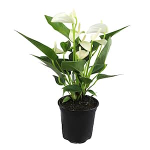 White Flamingo Flower Anthurium Plant (Approx. 11-14 in. Tall), 4 in. Grower Pot, Easy Care, Air Purifying House Plant