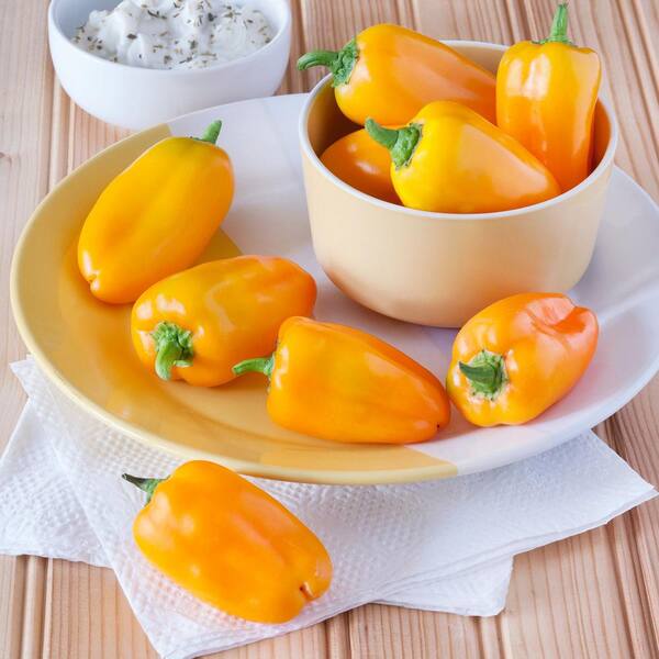 Bonnie Plants 19 oz. Orange Snack Size Sweet Pepper Plant (2-Pack