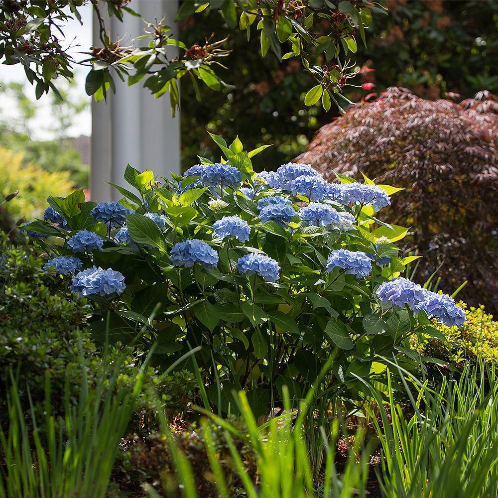 Endless Summer Blue Hydrangea in 1 Gallon Container