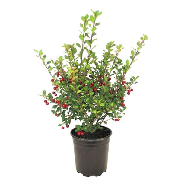 3 Gal. China Girl Blue Holly (Ilex) Evergreen Flowering Shrub with White Flowers