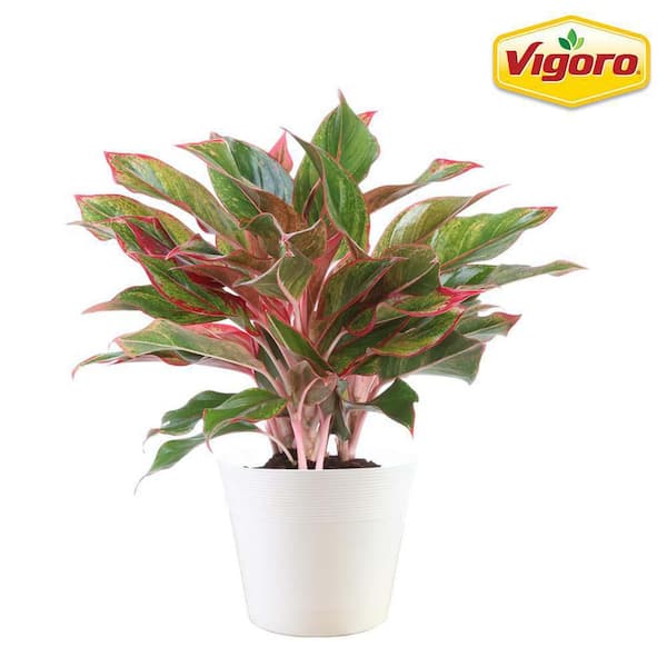 Vigoro 6 in. Aglaonema Siam Chinese Evergreen Plant in White Decor Plastic Pot