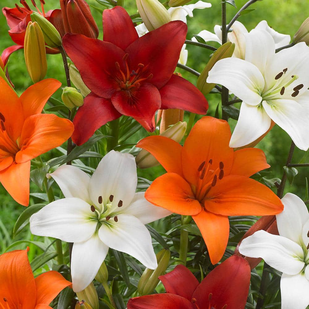 LILY です Van Zyverden Multicolor Lily Dutch Asiatic Mixture Bulbs 14