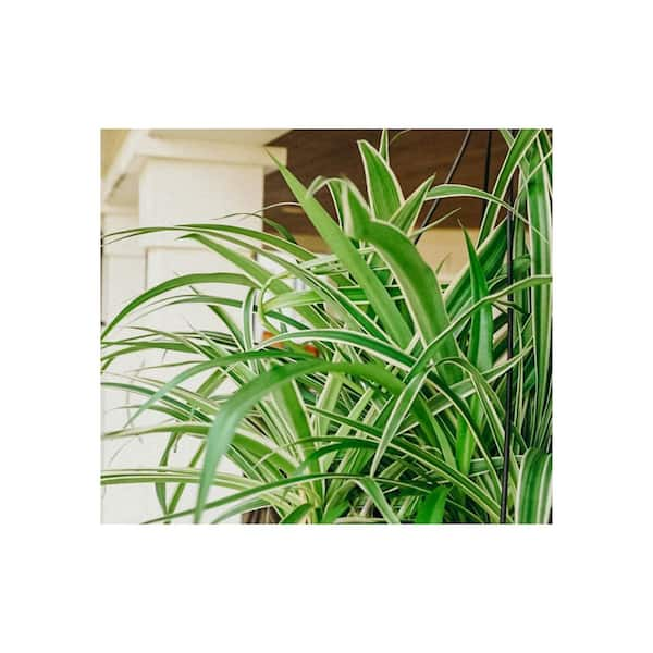 Spider Plant 6 in. Pot (2-Pack) THD100007 - The Home Depot