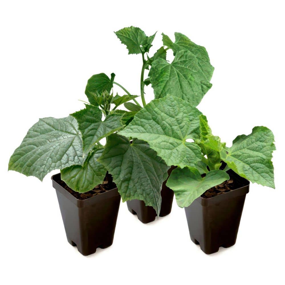 2.5 in. Yellow Squash Pic-N-Pac Plant (8-Pack) price history on PriceWatchPro