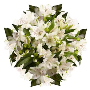 80 Stems of Super Select White Alstroemerias- Fresh Flower Delivery