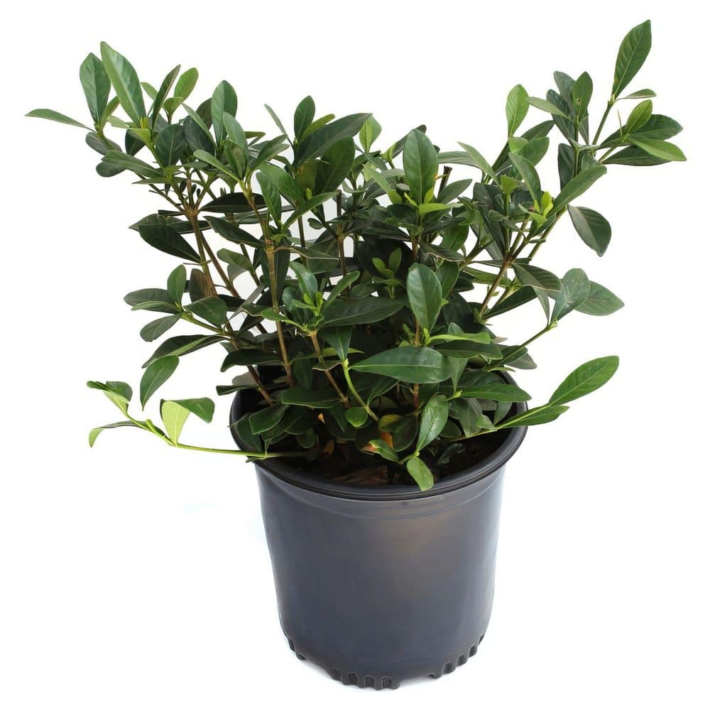 1 Gal. Gardenia Radicans Flowering Shrub with White Flowers price history on PriceWatchPro