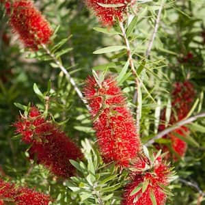 7 Gal. Red Bottlebrush Flowering Deciduous Tree with Red Flowers