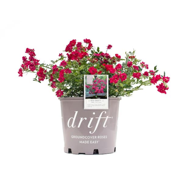 Drift 3 Gal. Red Rose with Petite Red Blooms and Green Foliage