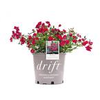 3 Gal. Red Rose with Petite Red Blooms and Green Foliage