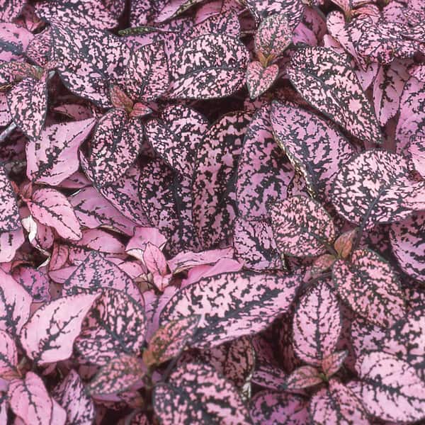 Unbranded 4 in. Polka Dot Plant (Hypoestes Phyllostachya) in Ceramic