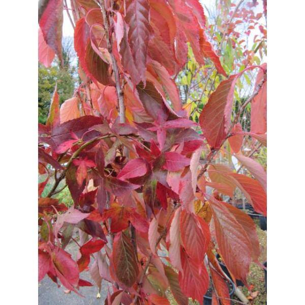Online Orchards Amanogawa Cherry Blossom Tree (Bare Root, 3