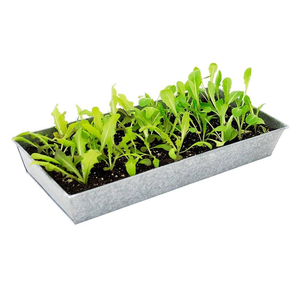 Antique Galvanized Steel Rectangular Herb & Plant Tray - 20in