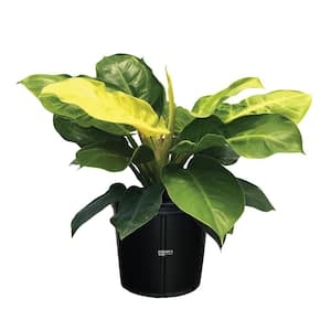 philodendron Moonlight Live Outdoor Plant in Growers Pot Avg Shipping Height 2 ft. to 3 ft. Tall