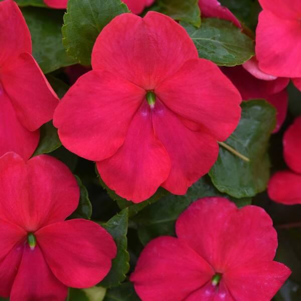 BEACON 4.73 L Pink Beacon Impatiens Outdoor Annual Plant with
