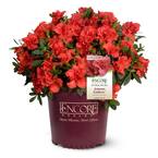 2 Gal. Autumn Embers Shrub With Semi Double Red-Orange Flowers