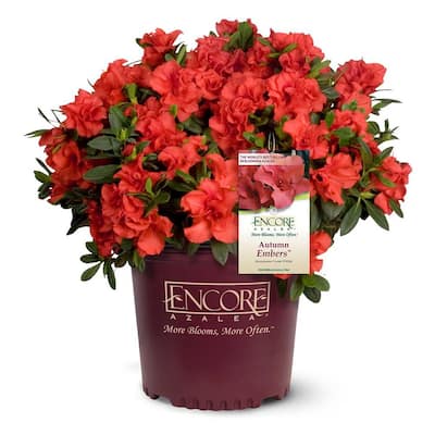 2 Gal. Autumn Embers Shrub With Semi Double Red-Orange Flowers