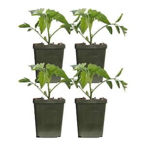 4 in. Early Girl Red Tomato Plant (4-Pack)