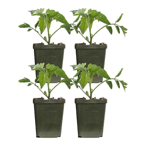 Plants by Post 4 in. Early Girl Red Tomato Plant (4-Pack)