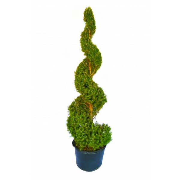 Online Orchards 5 gal. Dwarf Alberta Spruce Shrub with Formal Topiary Spiral
